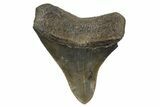 Serrated, Fossil Megalodon Tooth - South Carolina #310053-1